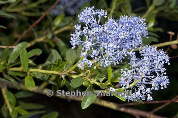 ceanothus parvifolius 5 graphic